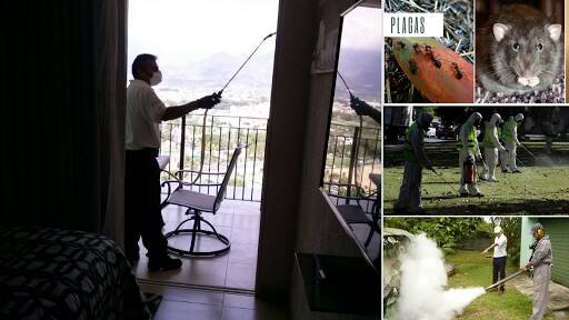 %fumigadores baratos en Puerto Vallarta Chase Control De Plagas