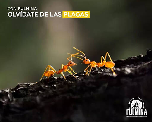 %fumigadores baratos en Zapopan Fulmina Servicio De Fumigación