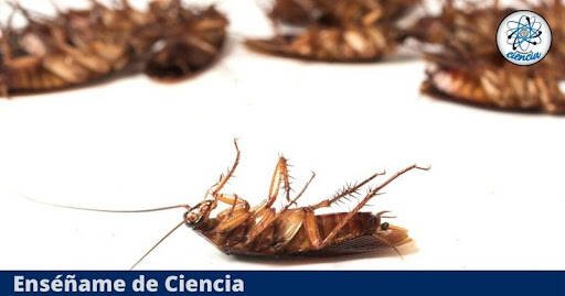 Fumigadores baratos en Queretaro Fumigacion Y Control De Plagas Queretaro Aaa