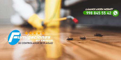 %fumigadores baratos en Cancún Fumigaciones Cancún Express