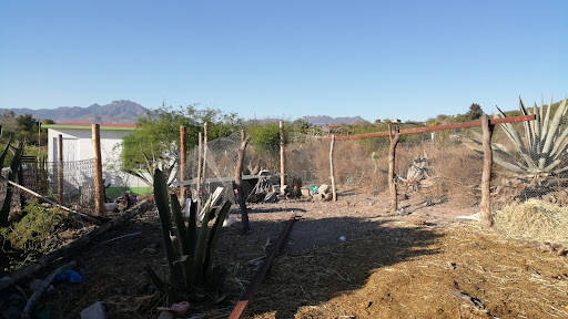 %fumigadores baratos en Ixmiquilpan Fumigaciones Clean