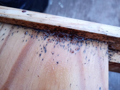 %fumigadores baratos en Apizaco Fumigaciones Hunter'S