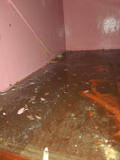 %fumigadores baratos en Lagos de Moreno Fumigaciones Mario Guillén