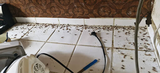 Fumigadores baratos en Aguascalientes Fumigaciones Técnicas