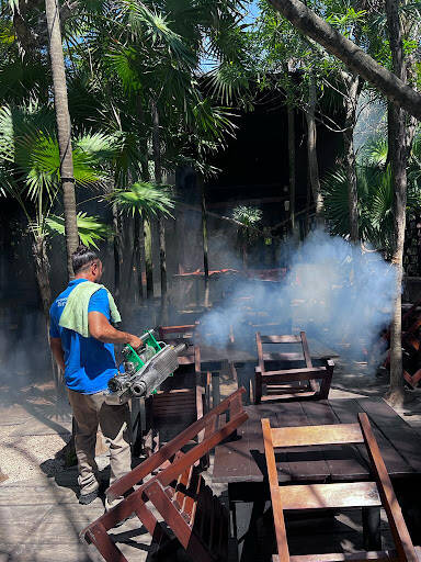 %fumigadores baratos en Tulum Fumigadora Bio - Terra