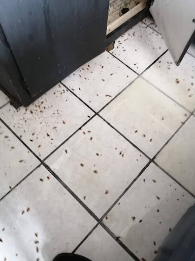 %fumigadores baratos en Tijuana Fumigadora Sanitizadora Romo
