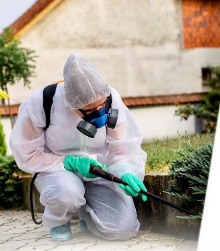 %fumigadores baratos en Cancún Green Group Control