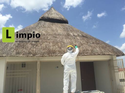 %fumigadores baratos en Merida Limpio Control Plagas